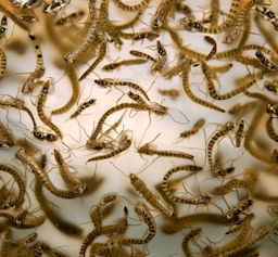 Lo que debes saber sobre el contagio del dengue: Medidas Preventivas Lo que debes saber sobre el contagio del dengue: Medidas Preventivas