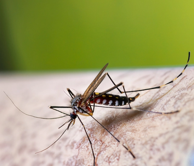 Lo que debes saber sobre el contagio del dengue: Medidas Preventivas Contagio del dengue